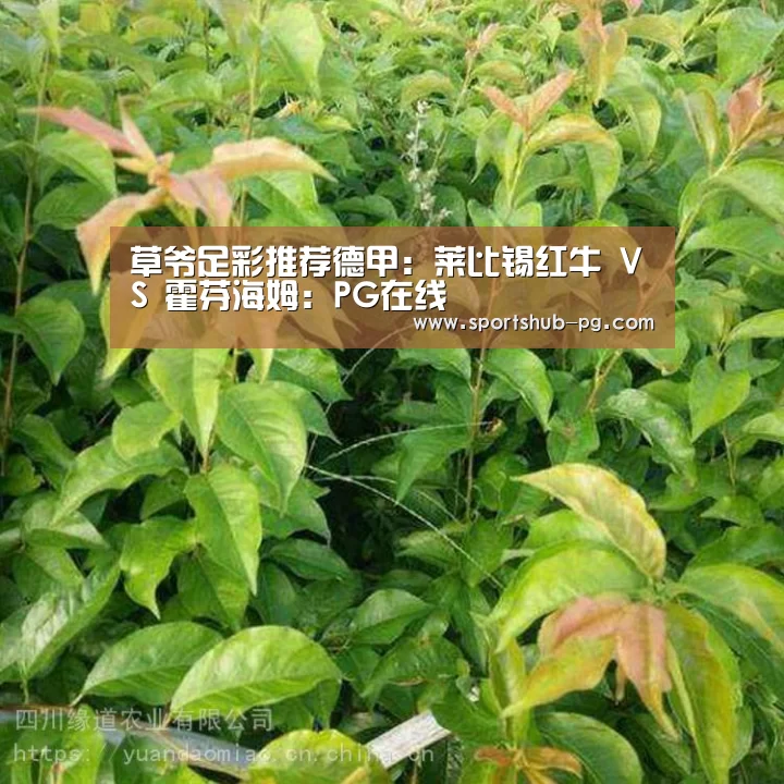 草爷足彩推荐德甲:莱比锡红牛 VS 霍芬海姆:PG在线(图2) PG电竞